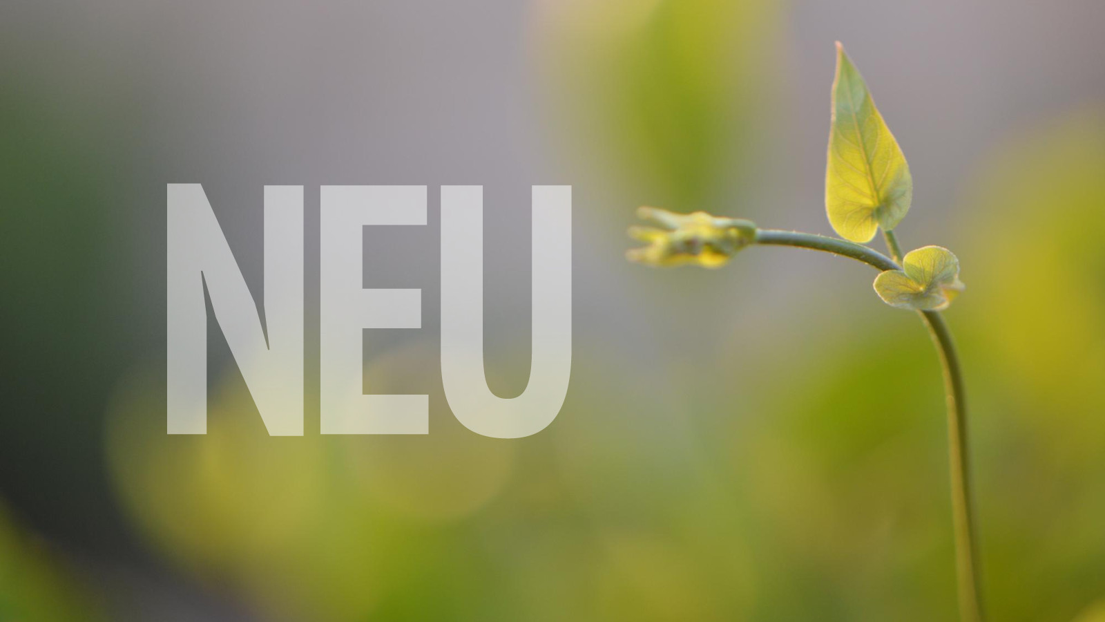 Neuheiten